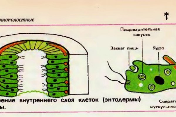 Kraken зеркало тор